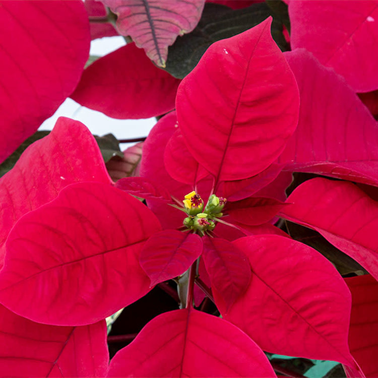 Poinsettia 'Red'