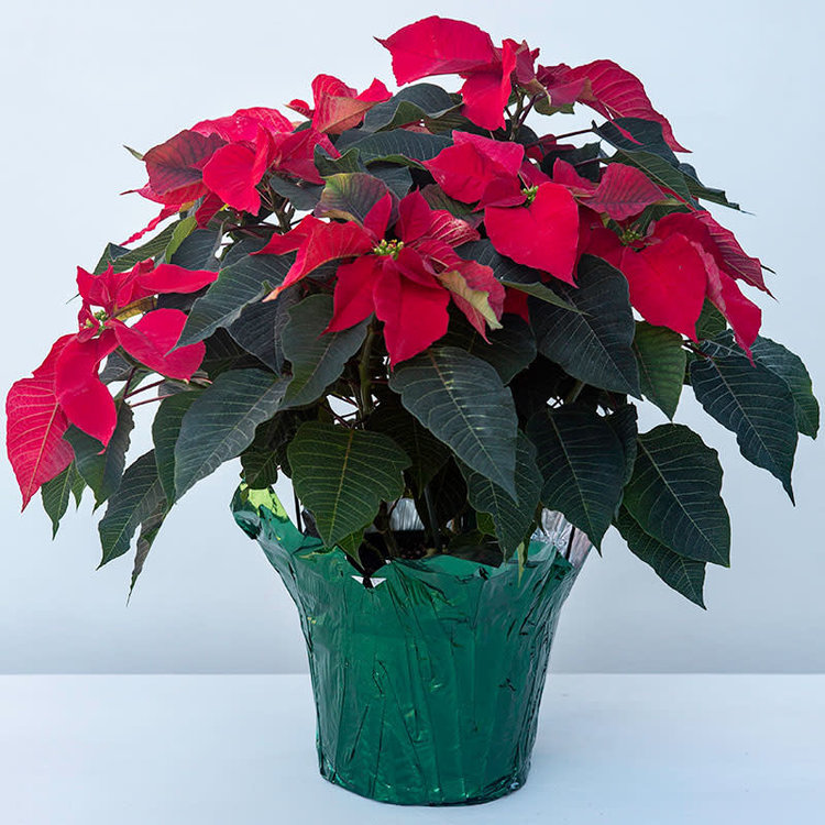 Poinsettia 'Red'