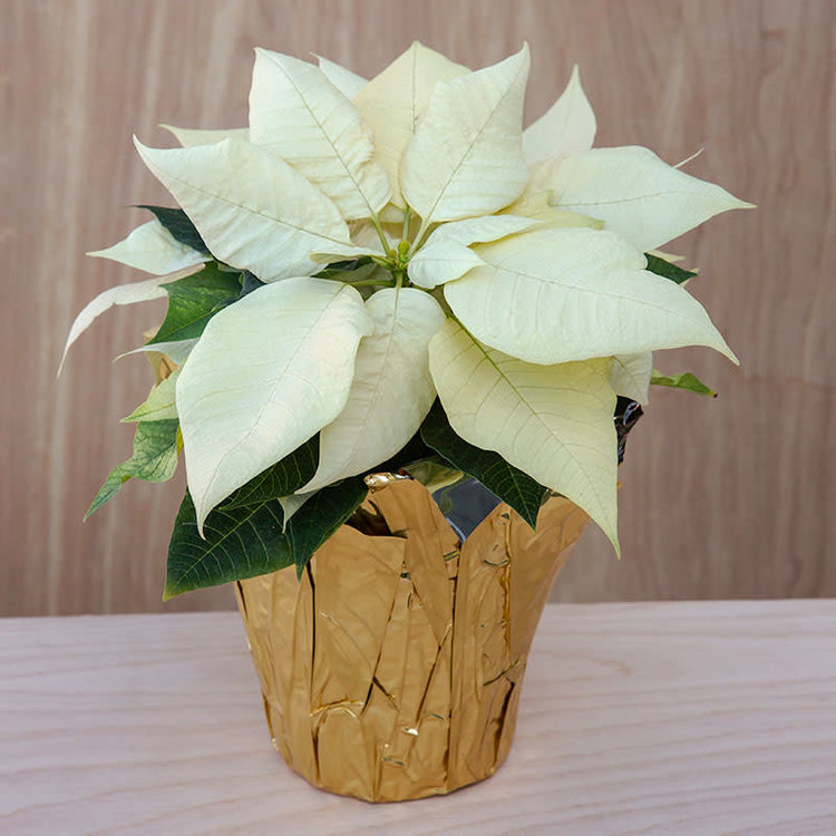 Poinsettia 'White'