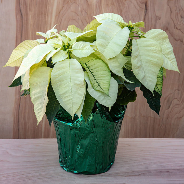 Poinsettia 'White'