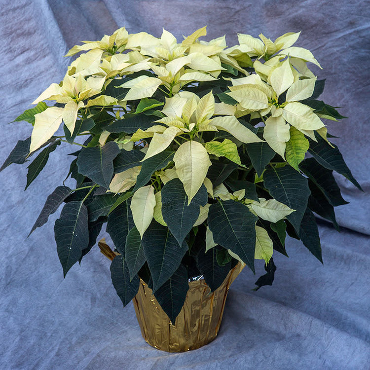 Poinsettia 'White'