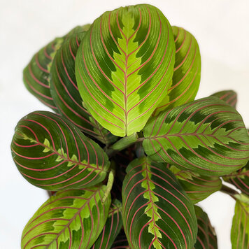 Maranta (Prayer Plant) 'Red'