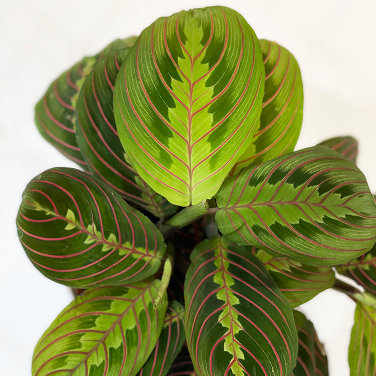 Maranta (Prayer Plant) 'Red'