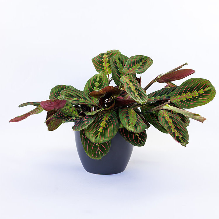 Maranta (Prayer Plant) 'Red'