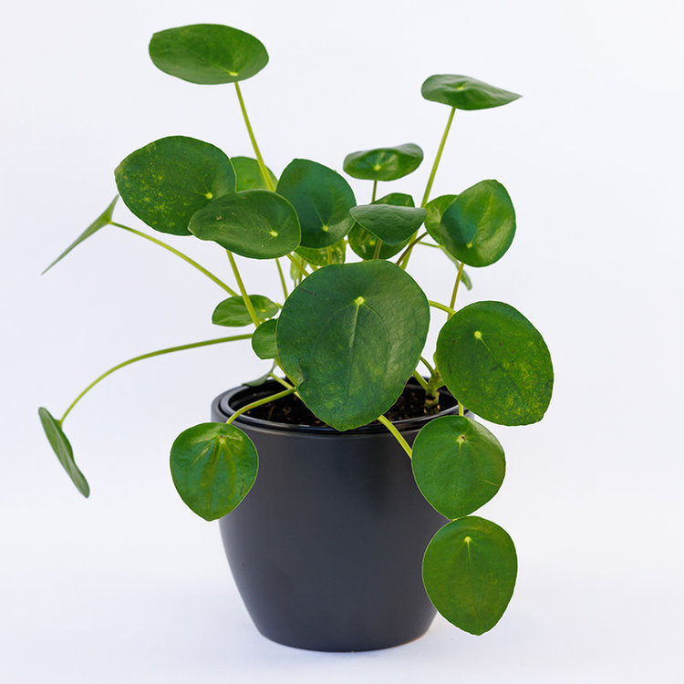 Pilea peperomioides