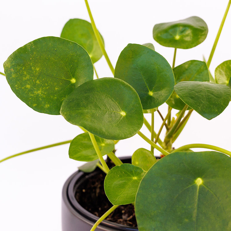 Pilea peperomioides
