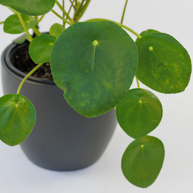 Pilea peperomioides
