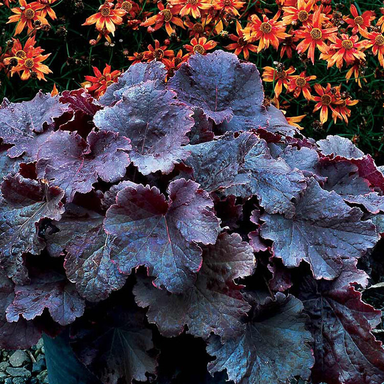 Heuchera 'Northern Exposure Black' Evergreen Nursery