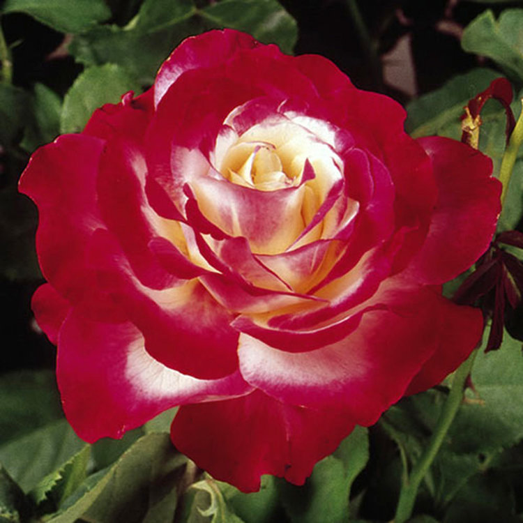 Rose 'Double Delight' Hybrid Tea