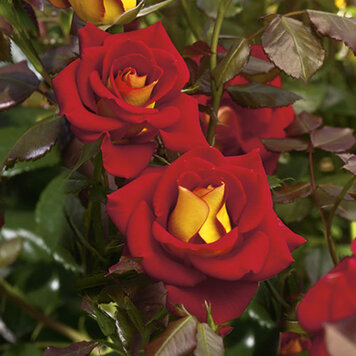 Rose 'Ketchup & Mustard™' Floribunda