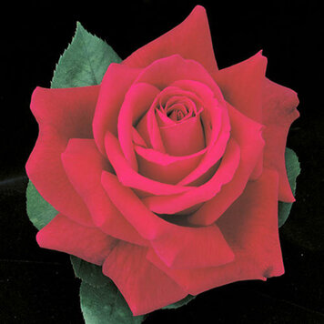 Rose 'Mister Lincoln' Hybrid Tea