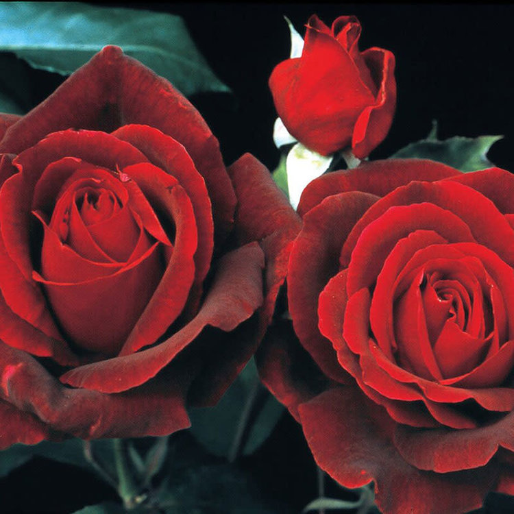 Rose 'Mister Lincoln' Hybrid Tea