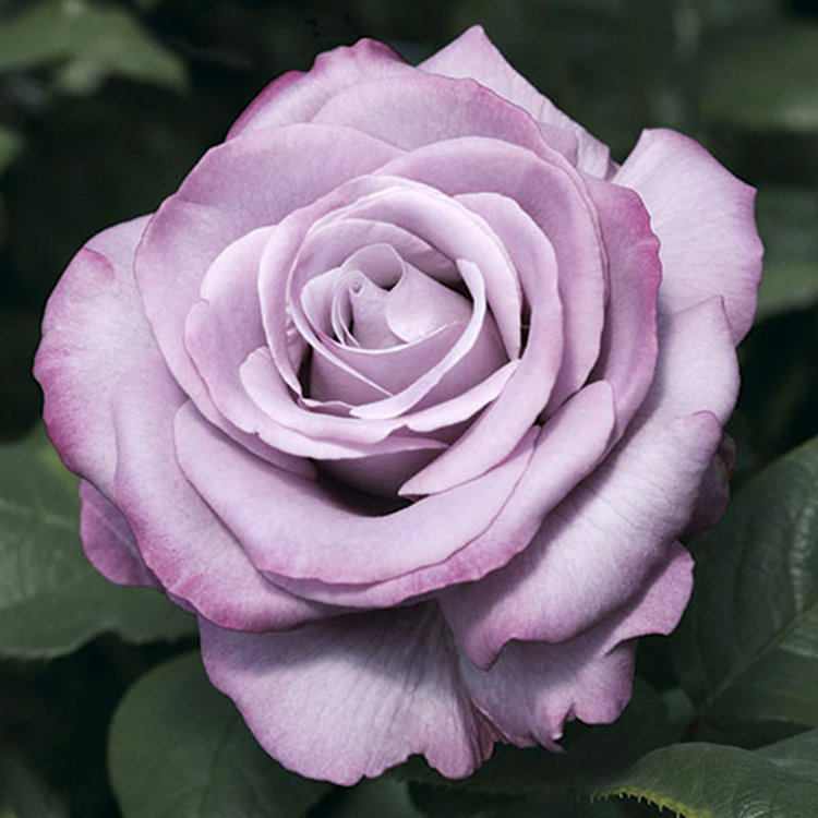 Rose 'Neptune™' Hybrid Tea
