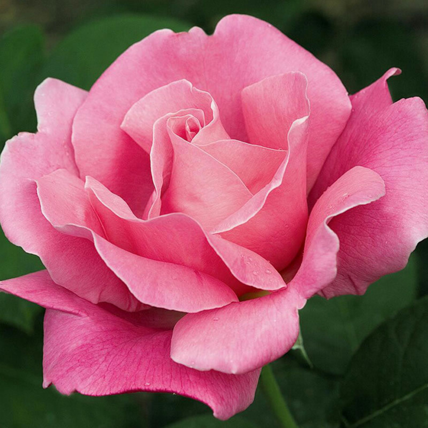 Perfume Delight Rose Evergreen Nursery