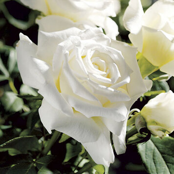 Rose 'Pope John Paul II®' Hybrid Tea