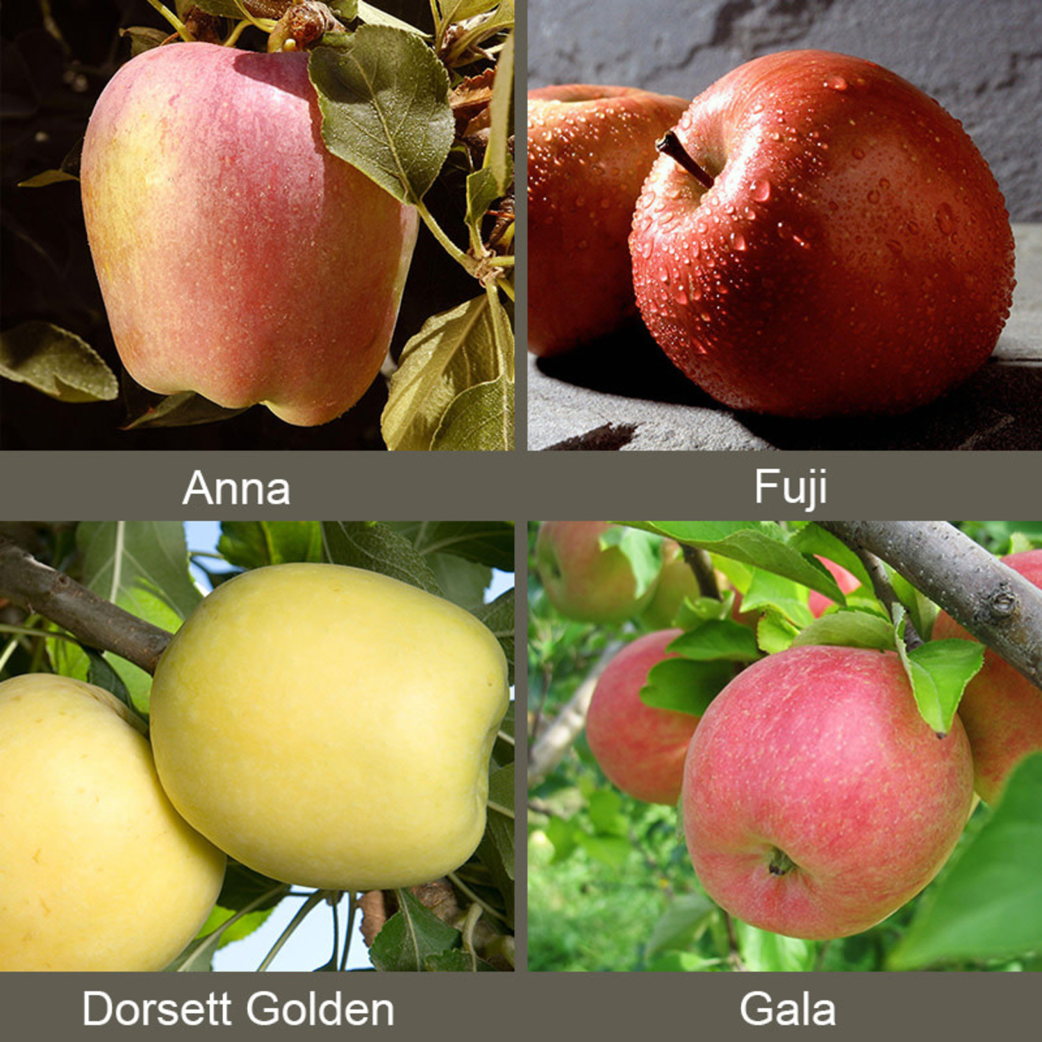 Malus domestica 'Gala' (Semi-Dwarf Apple)