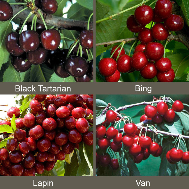 Cherry '4-in-1' on Mazzard. Standard