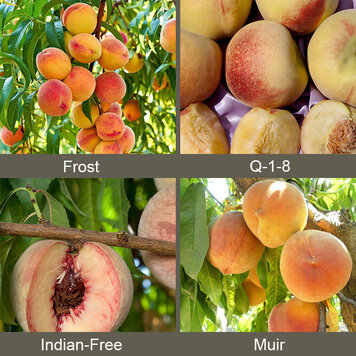 Peach '3-in-1 Curl Resistant'