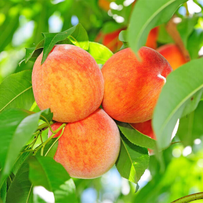 Peach Trees - Evergreen Nursery