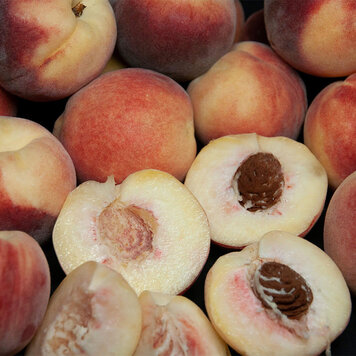 Peach 'Snow Babe' Dwarf