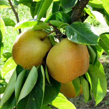 Pear 'Shinseiki Asian'