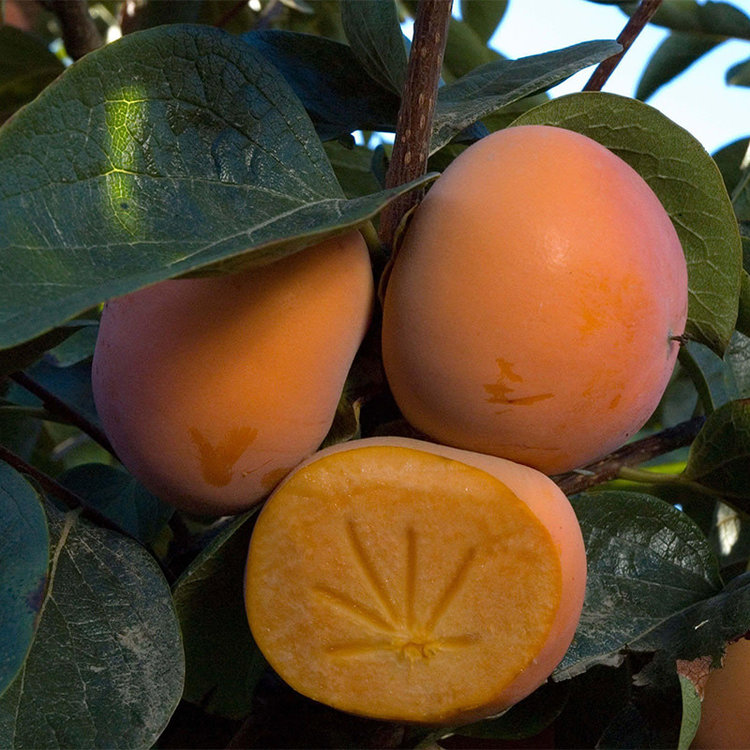 Persimmon 'Izu' on D.Lotus RS. Semi-Dwarf