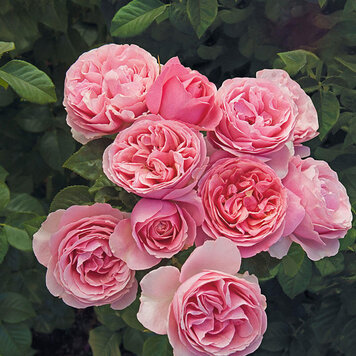 Rose 'All Dressed Up™' Grandiflora