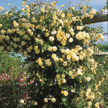 Rose 'Lady Banks' Climbing