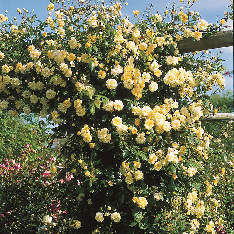 Rosa banksiae Lutea ('Lady Banks' Rose) Climbing