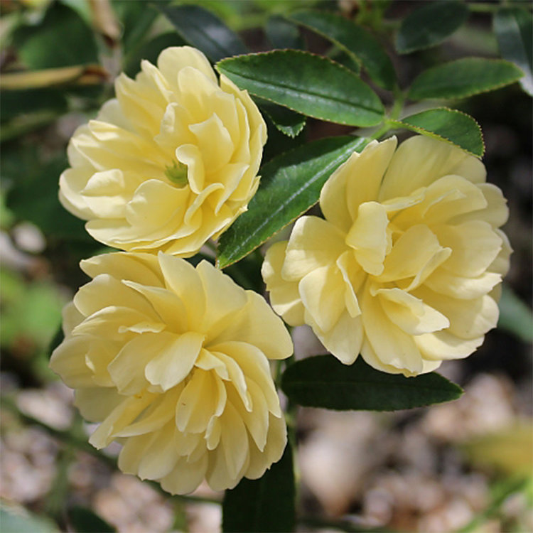Rosa banksiae Lutea ('Lady Banks' Rose) Climbing