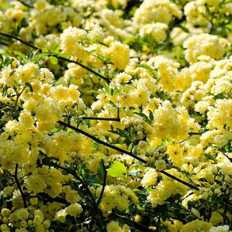 Rosa banksiae Lutea ('Lady Banks' Rose) Climbing