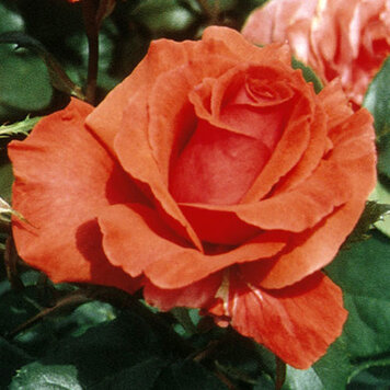 Rose 'Fragrant Cloud' Hybrid Tea