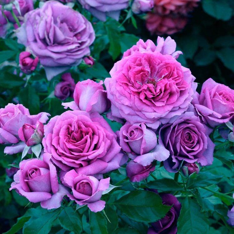 Rose 'Sweet Madame Blue™' Floribunda