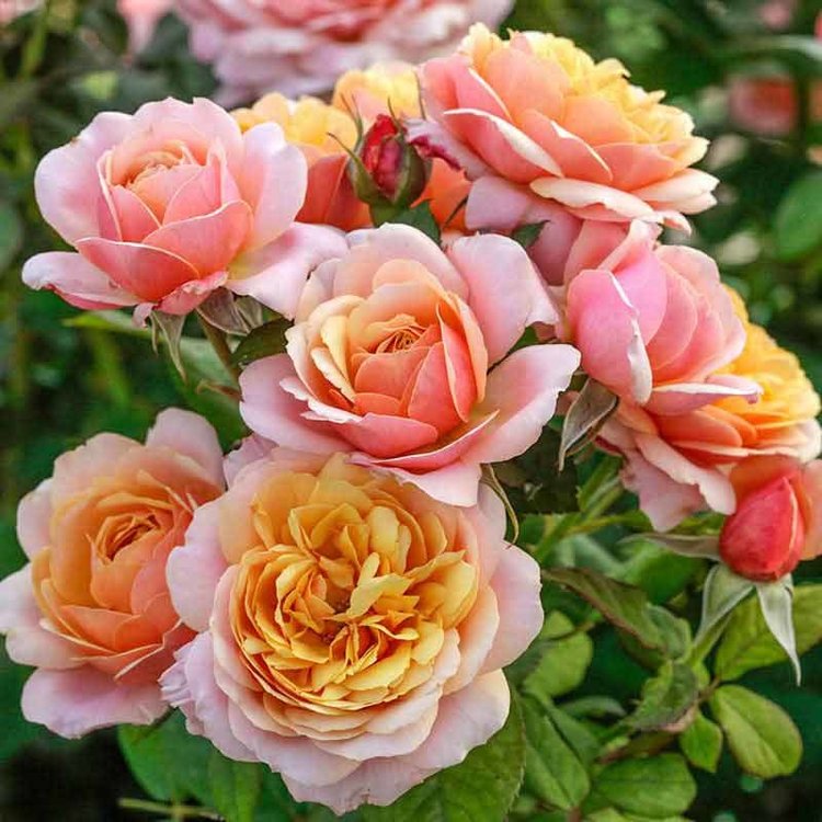 Rose 'State of Grace™' Grandiflora