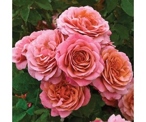 Uptown Girl Grandiflora Rose, Roses