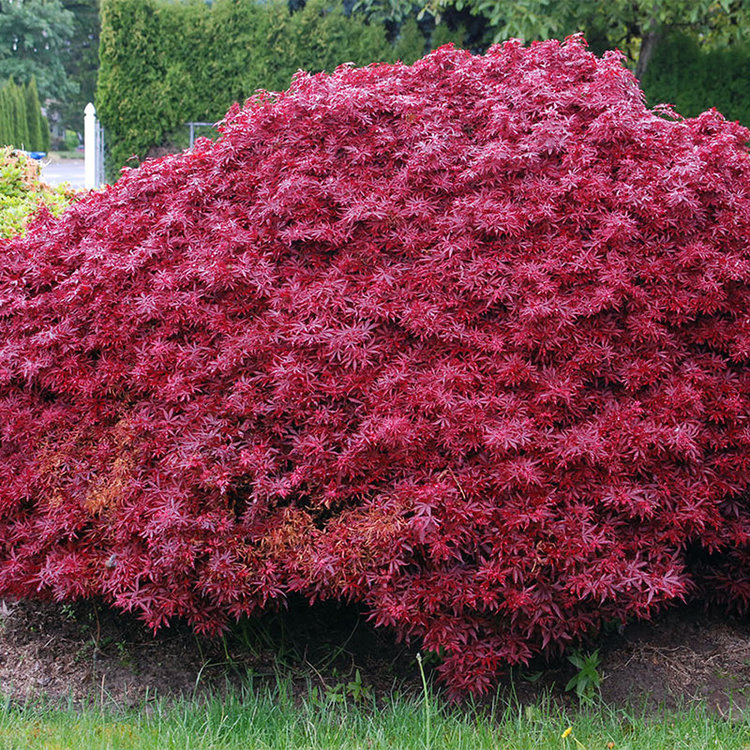 Acer palmatum 'Shaina'