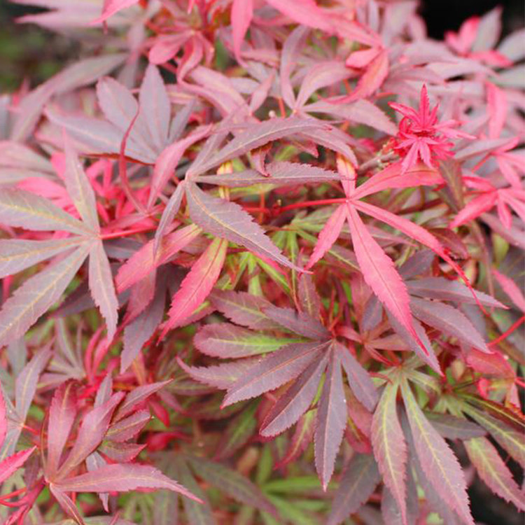 Acer palmatum 'Shaina'