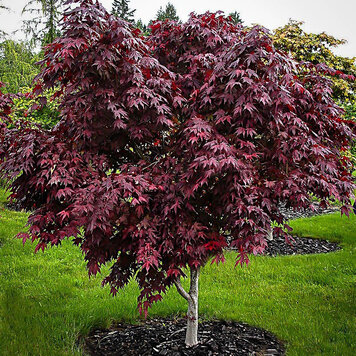 Acer 'Purple Ghost'