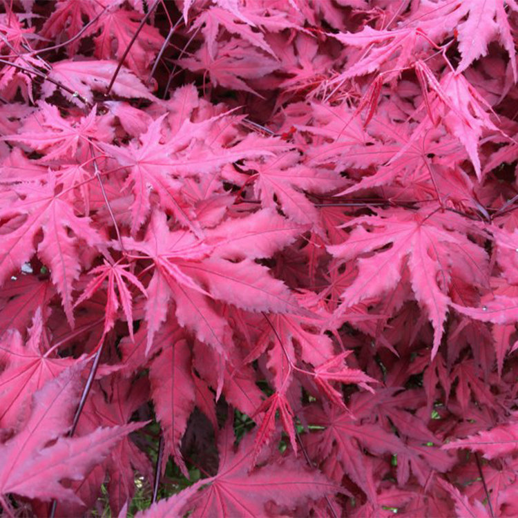 Acer palmatum 'Purple Ghost'