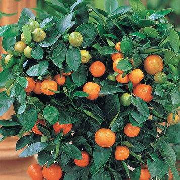 Calamondin (Calamansi)