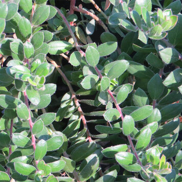 Arctostaphylos 'Carmel Sur' (Manzanita) CalNative