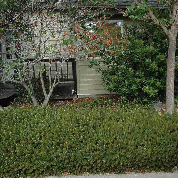 Arctostaphylos 'Carmel Sur' (Manzanita) CalNative