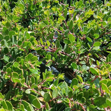 Arctostaphylos 'Emerald Carpet' (Manzanita)