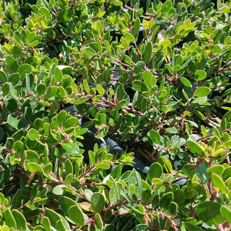Arctostaphylos 'Emerald Carpet' (Manzanita)