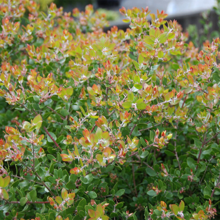 Arctostaphylos 'Sunset' (Manzanita)