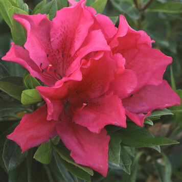 Azalea 'Brilliant'