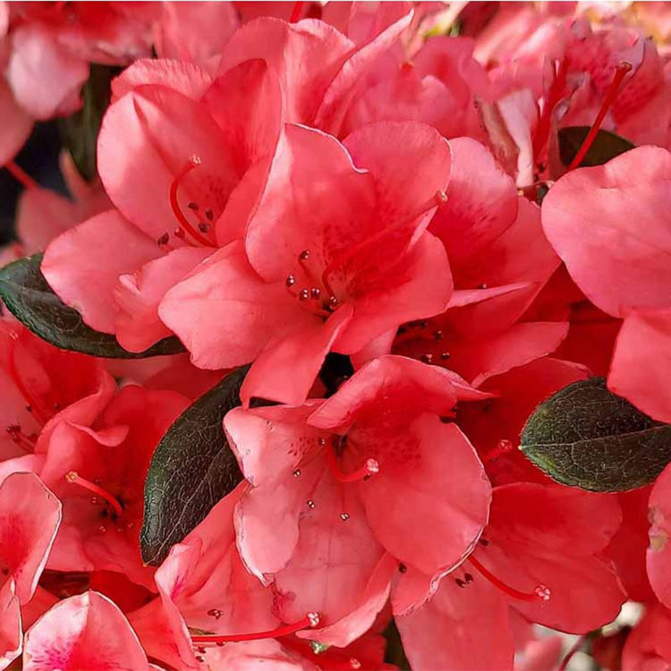 Azalea 'Duc de Rohan'