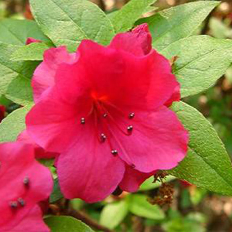Azalea 'Hexe'