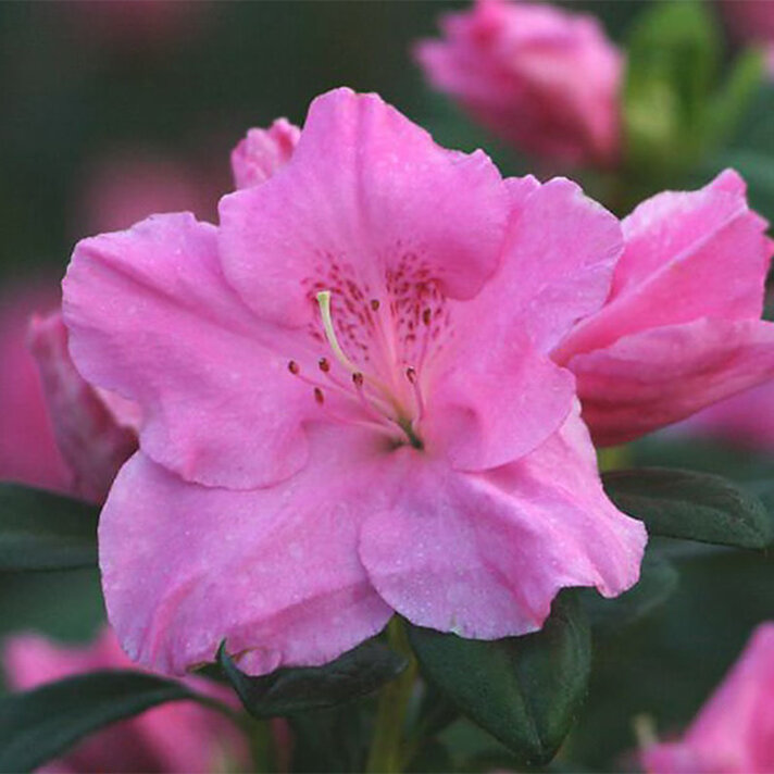 Quality Flowering Bushes & Shrubs in San Leandro East Bay - Evergreen ...