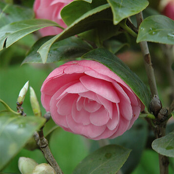 Camellia 'Pearl Maxwell'